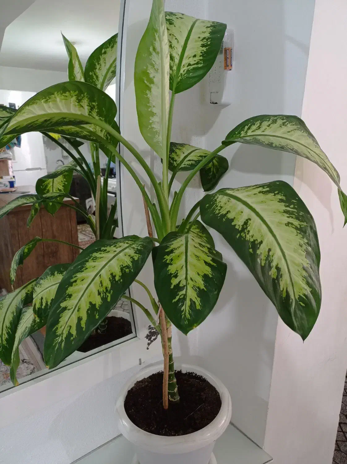 گل دیفن باخیا|گل و گیاه طبیعی|تالش, هشتپر|دیوار