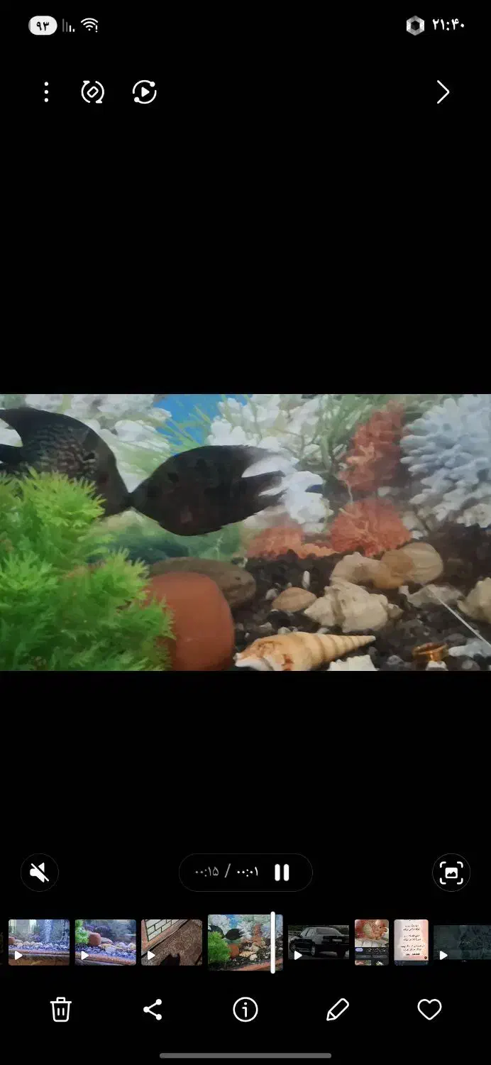 ماهی گوشتخوار|ماهی|خرم‌آباد, |دیوار