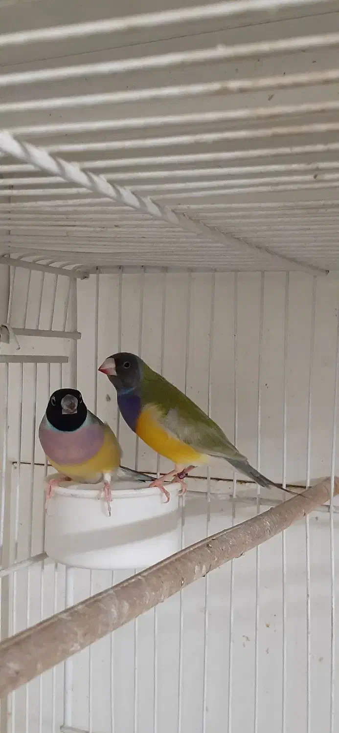 فنچ گلدین جفت با جوجه و کینگ|پرنده|مشهد, نیروی هوایی|دیوار