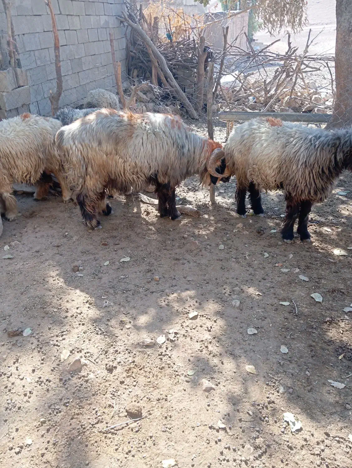 شیشک قوچ روزگاری|حیوانات مزرعه|ایذه, |دیوار