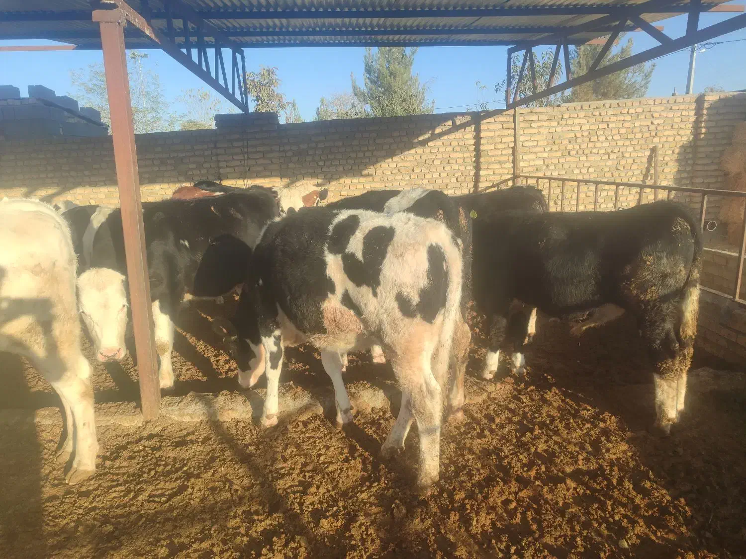 گوساله نروماده درفریمان|حیوانات مزرعه|قلندر آباد, |دیوار