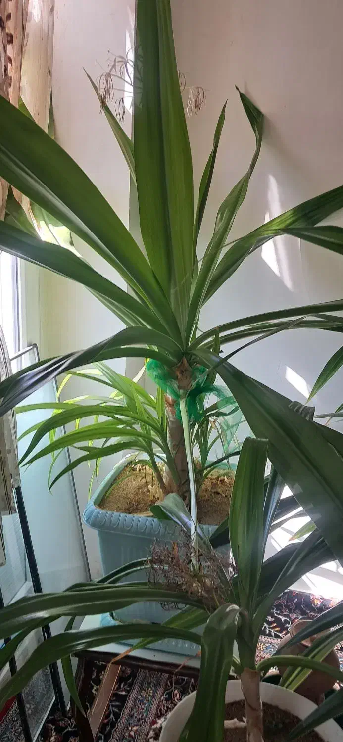 گل چتری|گل و گیاه طبیعی|ملایر, |دیوار