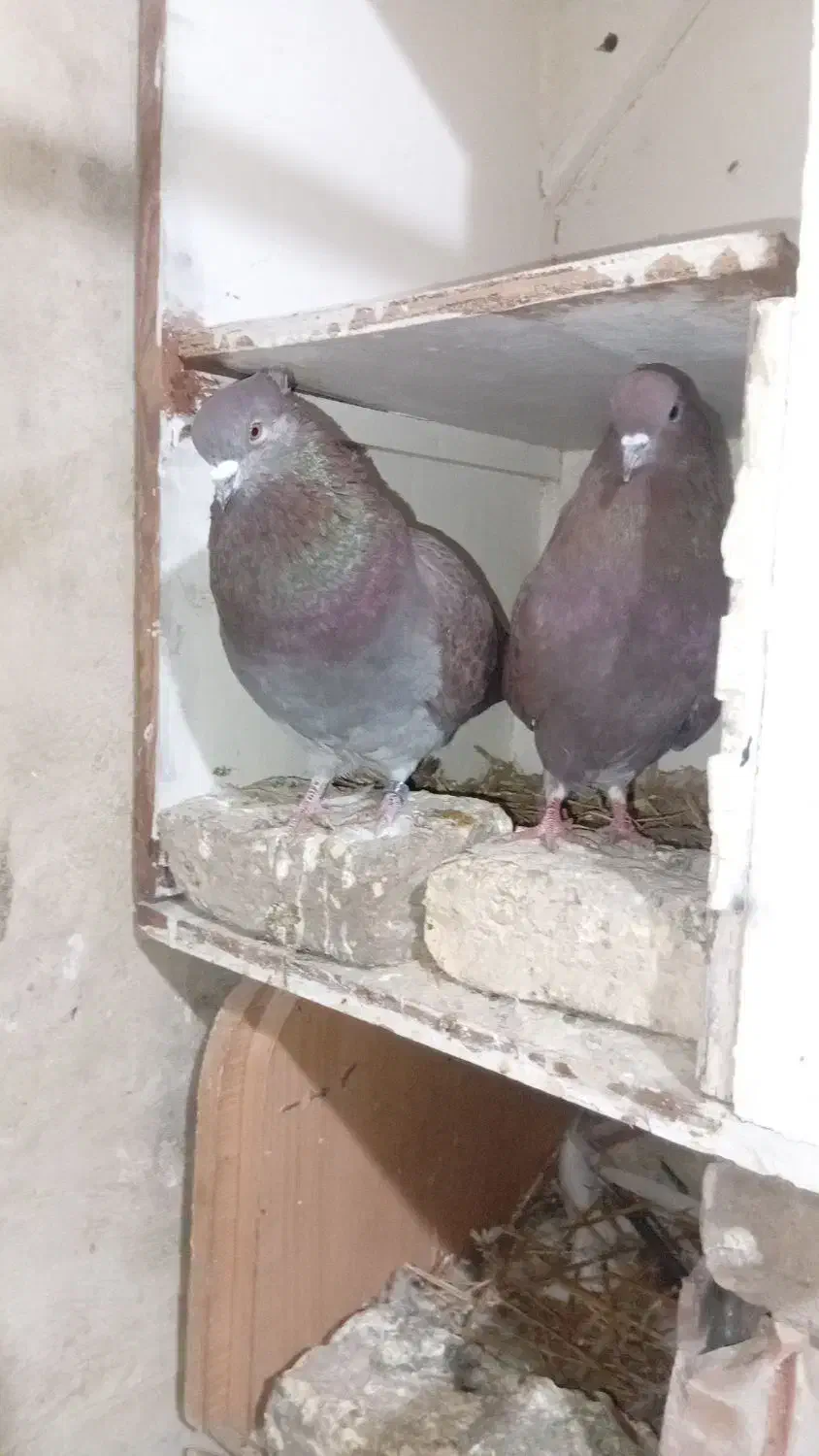 یک جفت سرخ تمیز|پرنده|سرخنکلاته, |دیوار