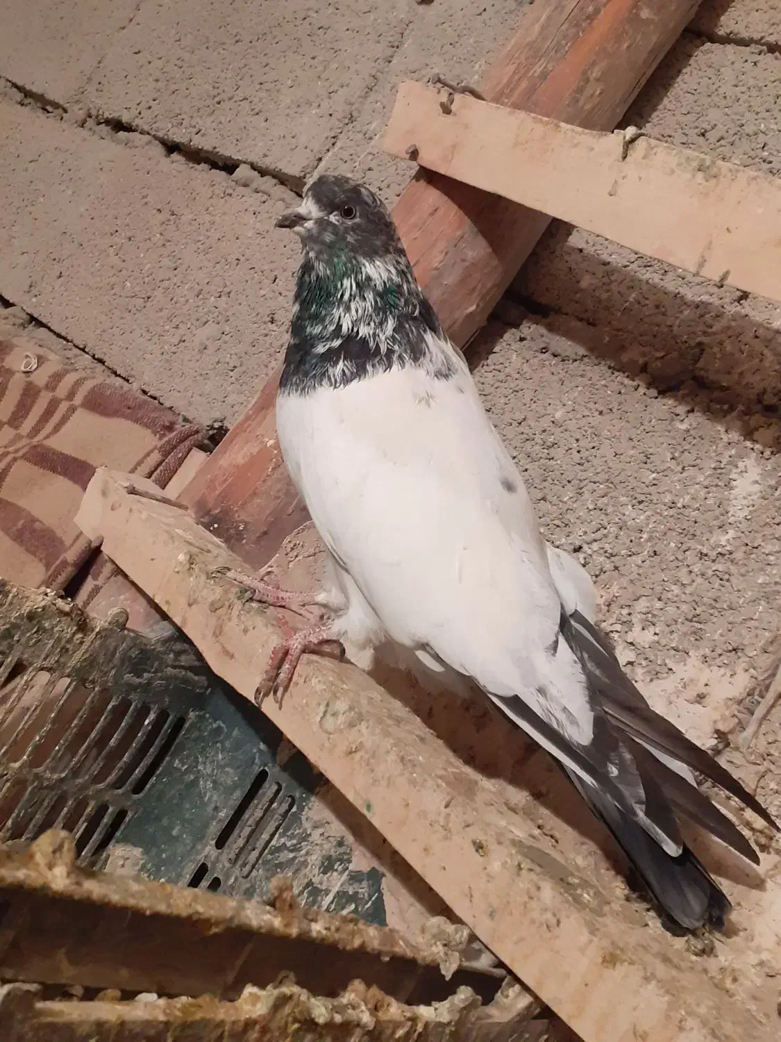 کبوتر کله دار|پرنده|همدان, |دیوار