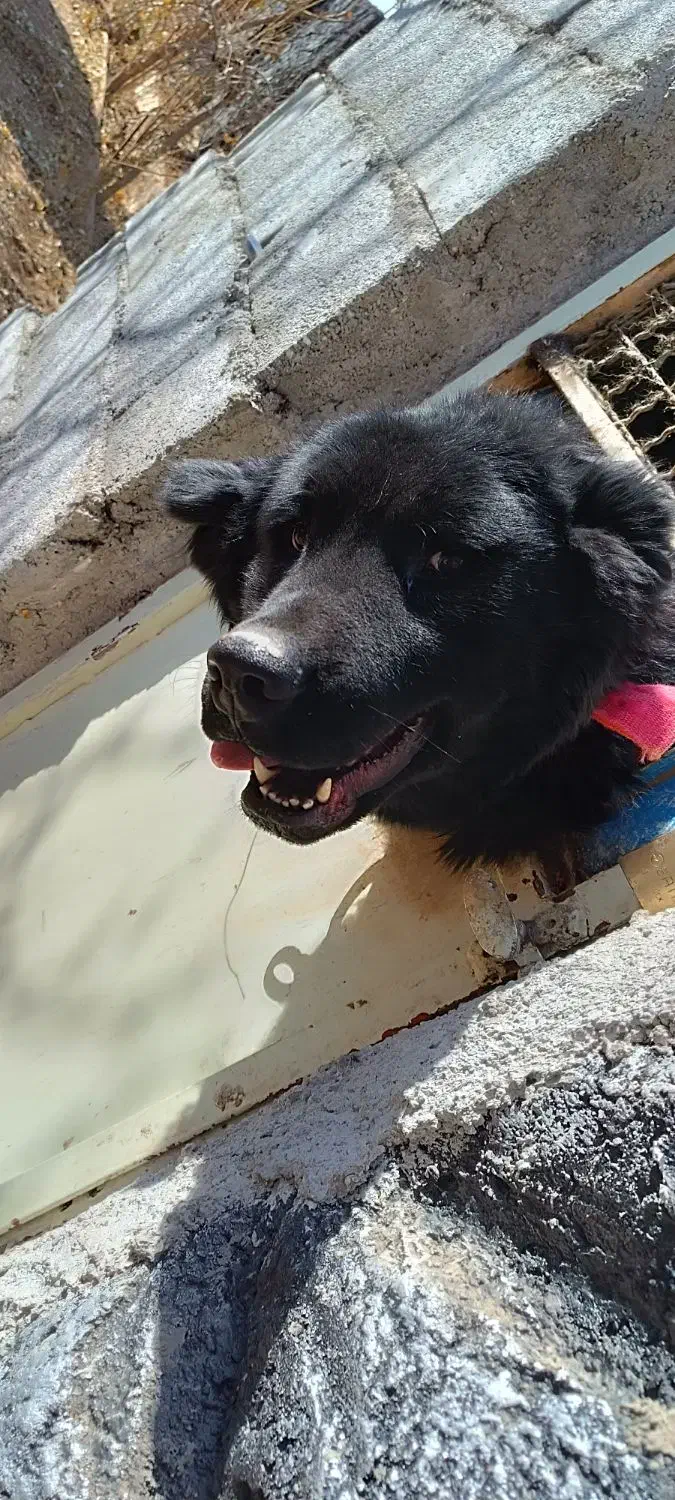 سگ قدرجونی|سگ|برخوار, |دیوار