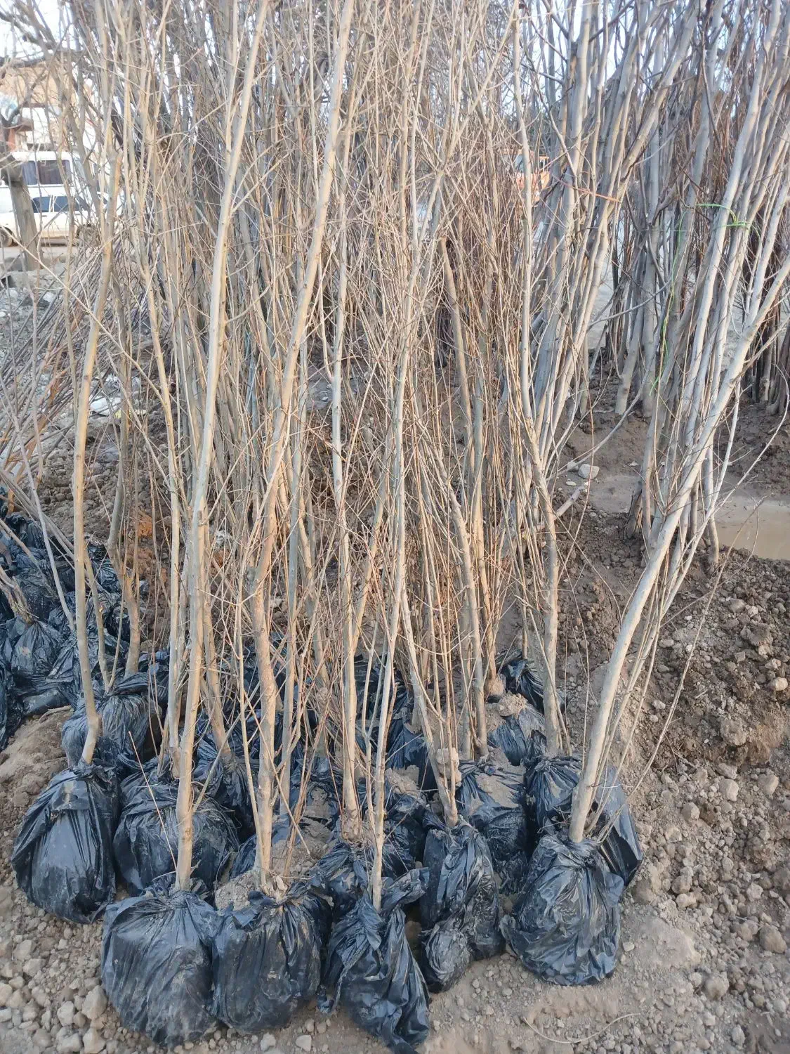 فروش نهال|خدمات باغبانی و درختکاری|نیشابور, فیض آباد|دیوار