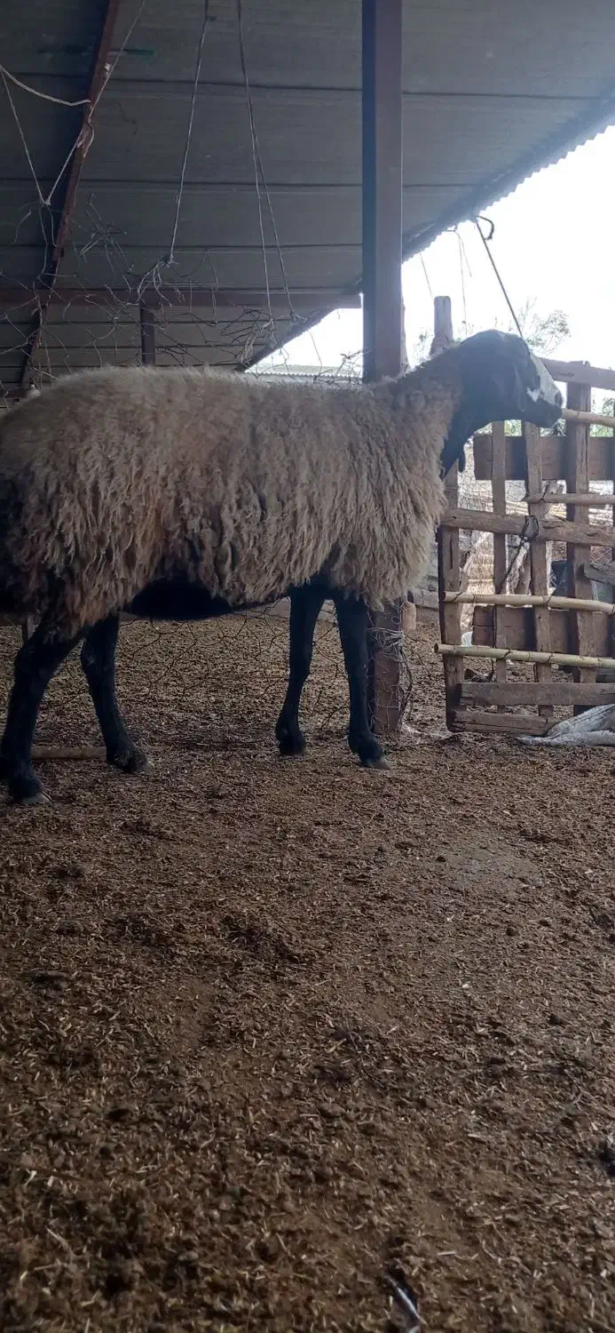 گوسفند شال داشتی کشتاری|حیوانات مزرعه|سنگدوین, |دیوار