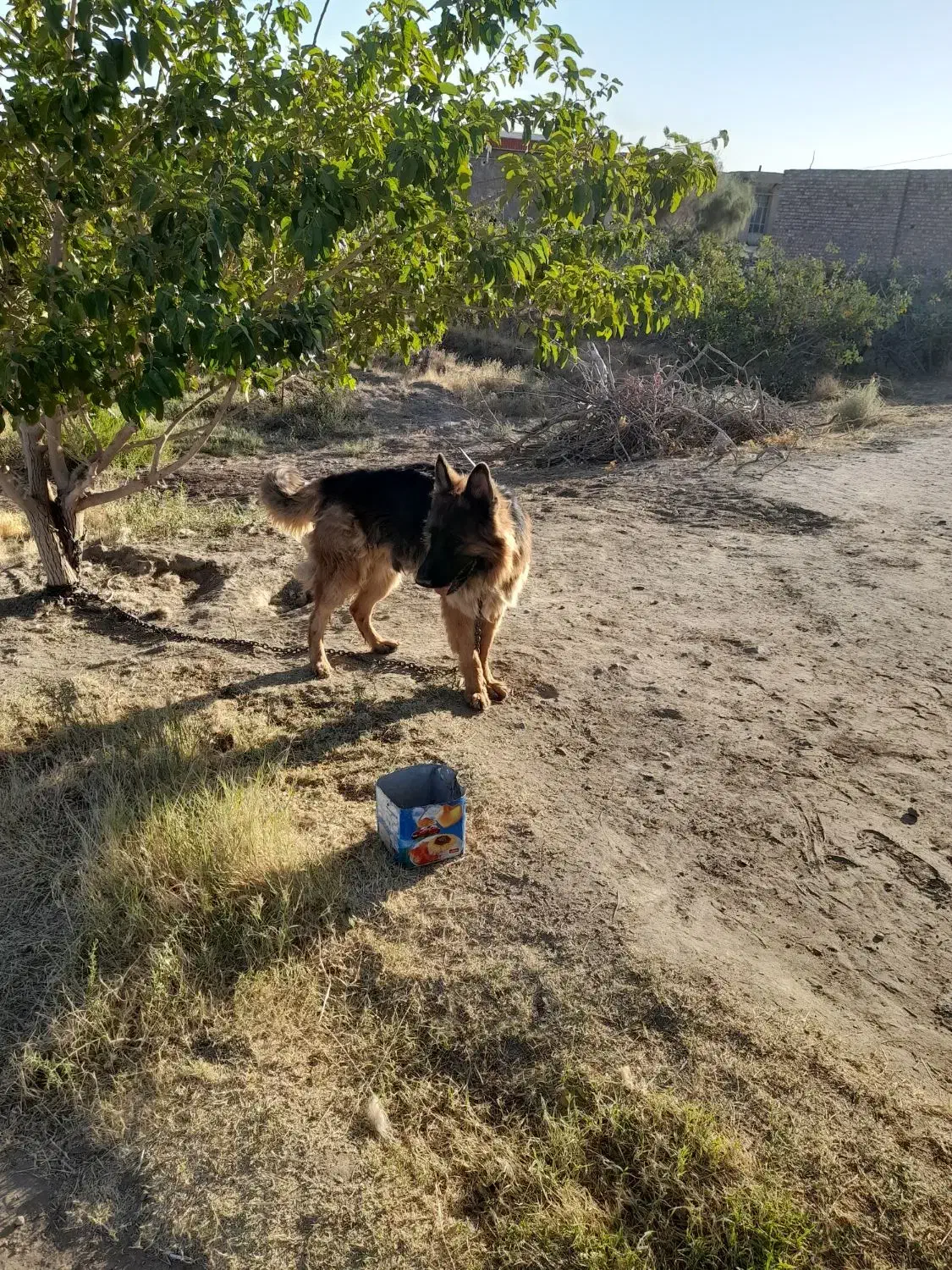 سگ فروشی|سگ|زرند, |دیوار