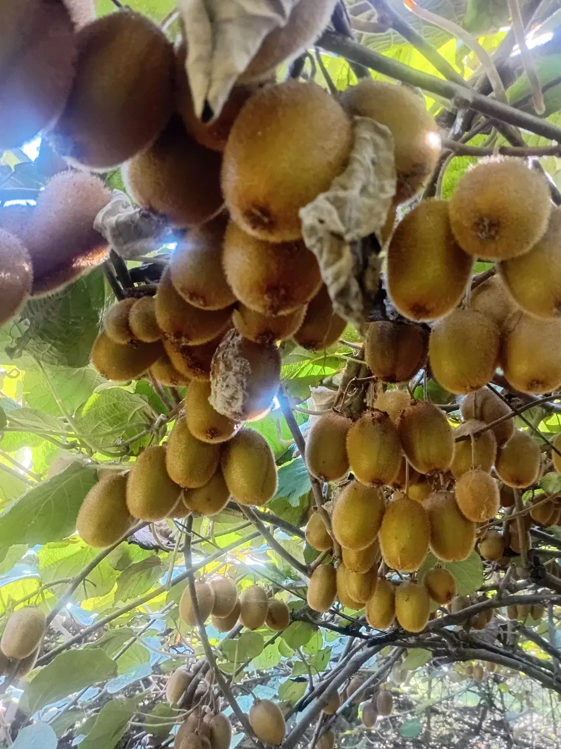 کیوی هاروارد|عمدهفروشی|لاهیجان, لیل|دیوار