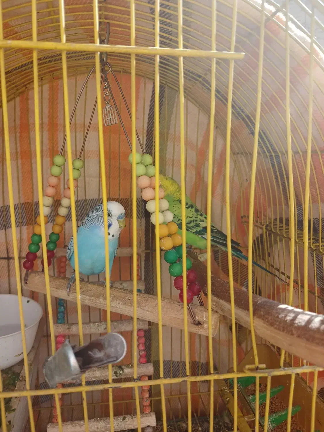 دو عدد مرغ عشق نر، آواز خان|پرنده|تهران, سازمان برنامه جنوبی|دیوار