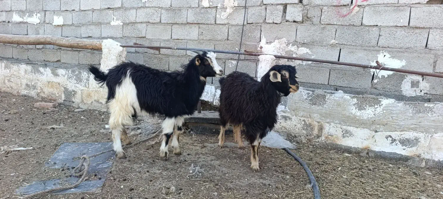 حیوانات مزرعه|حیوانات مزرعه|اردبیل, |دیوار