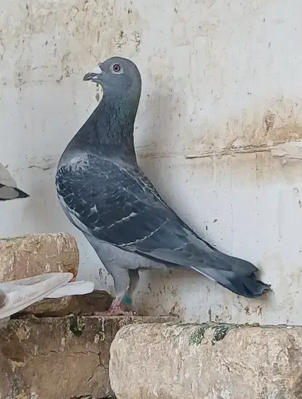 کبوتر پلاکی مسافتی|پرنده|کاشان, قطب راوندی|دیوار