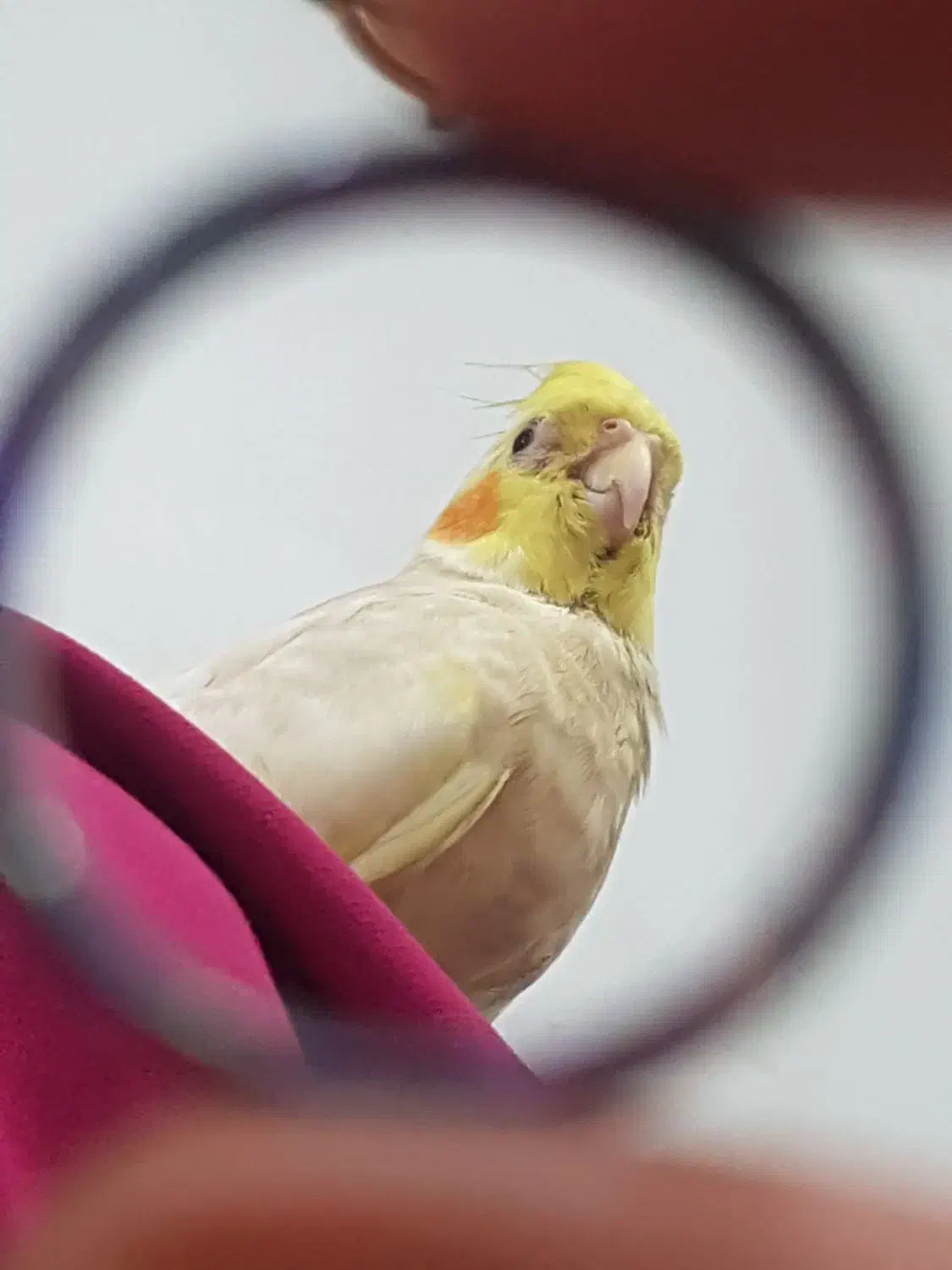 پرنده گم شده|حیوانات|اهواز, کوروش|دیوار