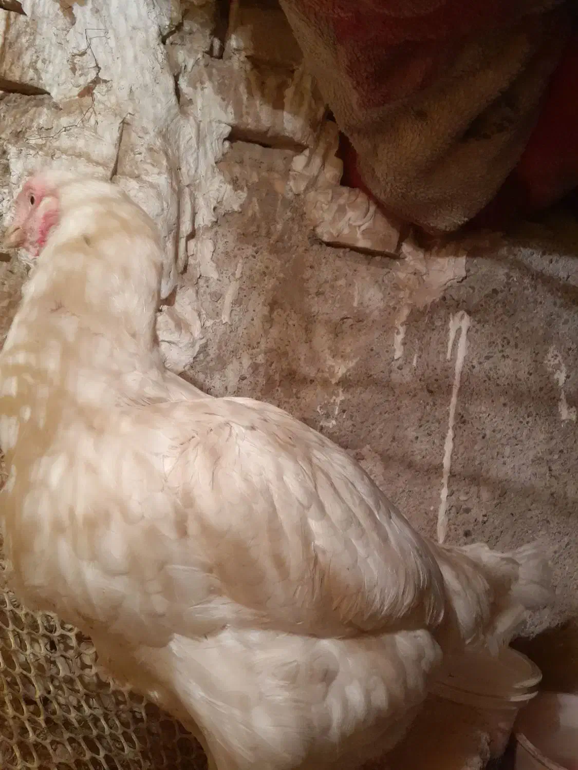 مرغ لاری تخمگذار|حیوانات مزرعه|مشهد, رده|دیوار