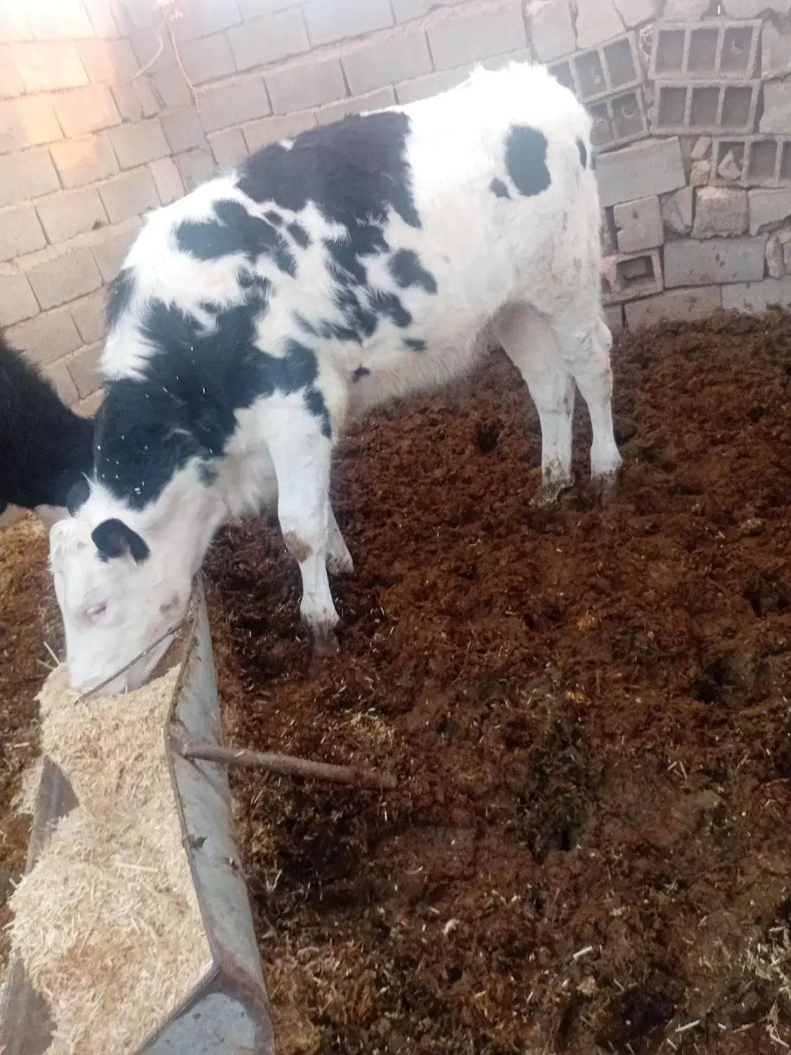 تلیسه|حیوانات مزرعه|اسفراین, |دیوار