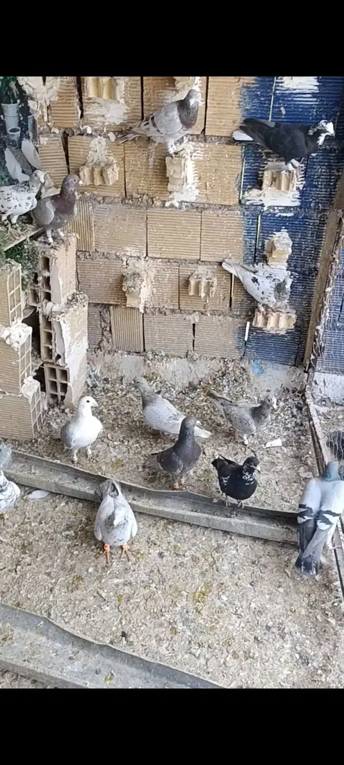 دورگ و پلاکی|پرنده|اهواز, امانیه|دیوار