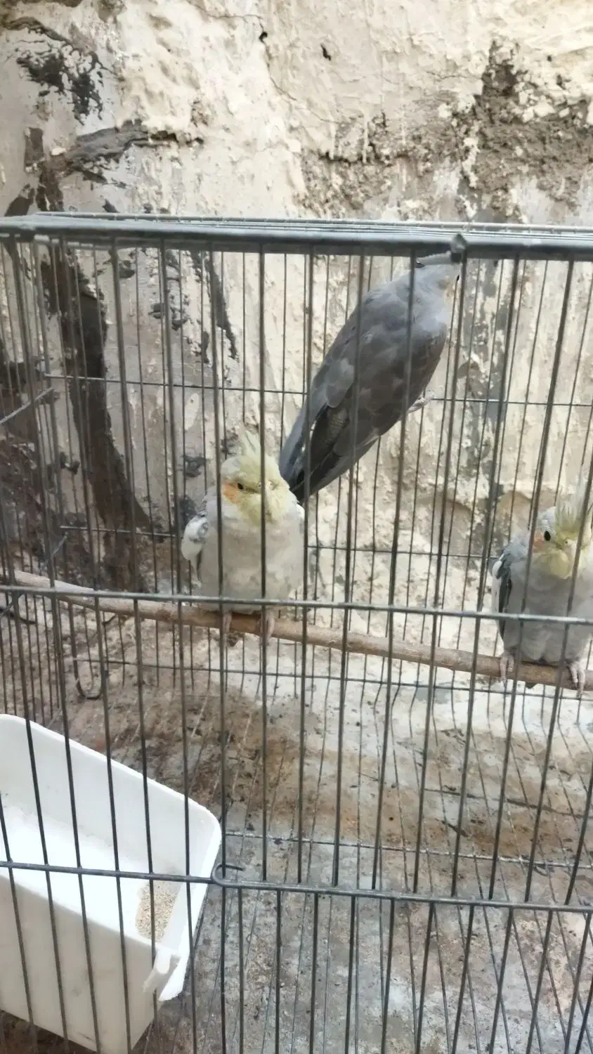 چهار تا عروس هلندی|پرنده|پلدشت, |دیوار