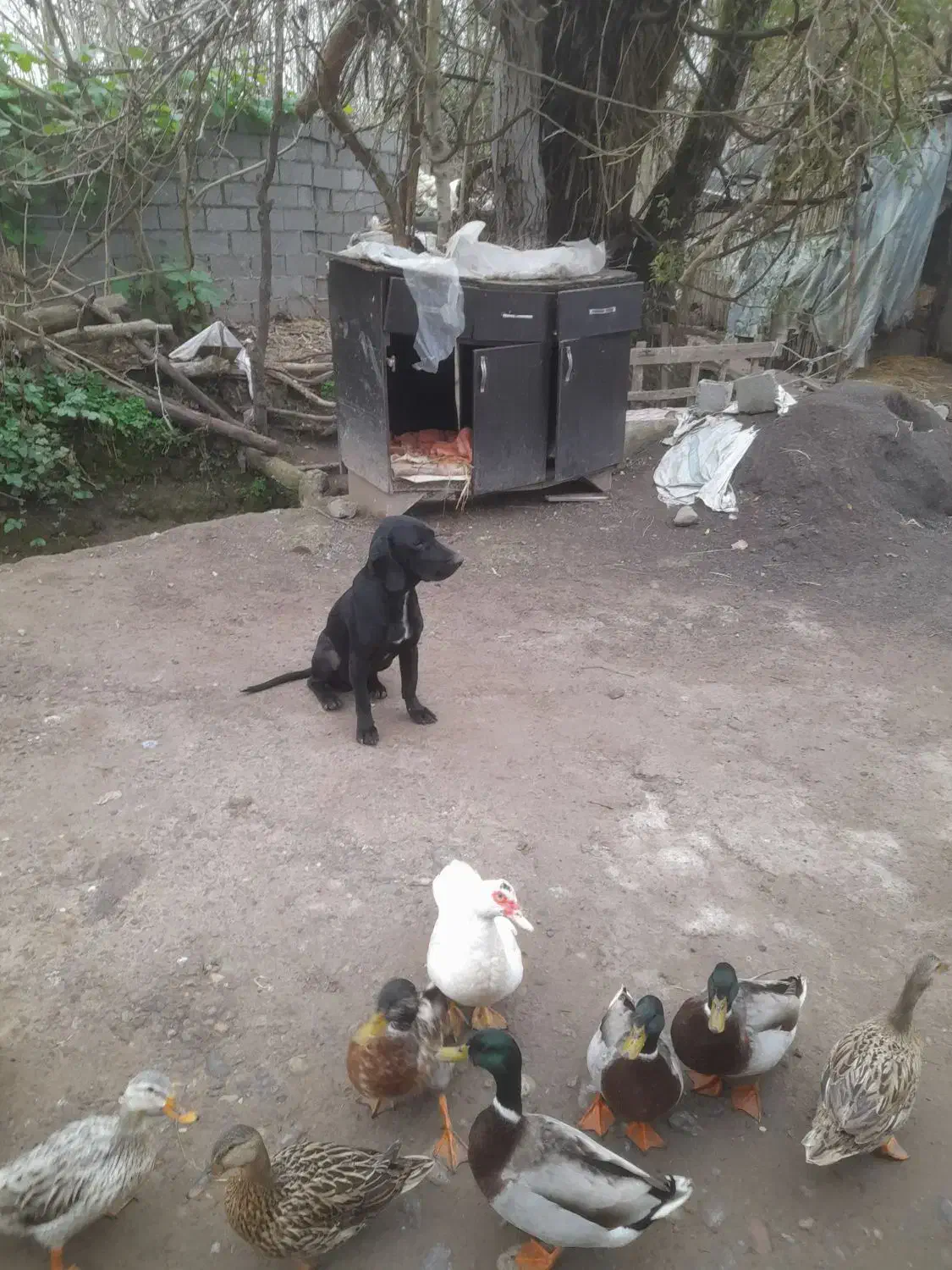 سگ شکاری پوینت|سگ|کوچصفهان, |دیوار