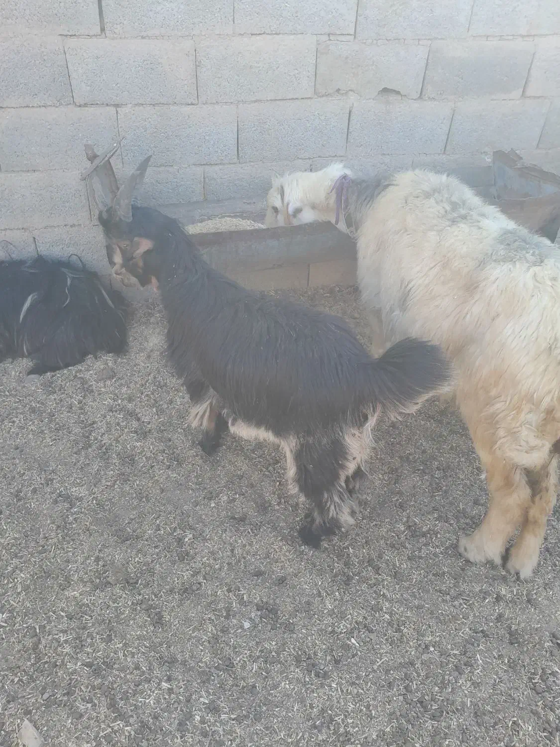 ۱۱تا بز بختیاری آبستن با ۱۱تا بزغاله بزرگ|حیوانات مزرعه|خمینی‌شهر, |دیوار