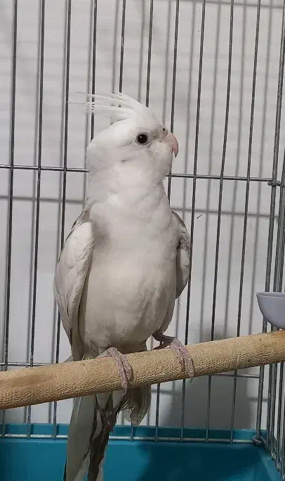 عروس هلندی|پرنده|محمدشهر, محمدشهر|دیوار