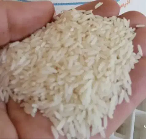 عمده برنج شمال.طارم هاشمی ممتاز|خوردنی و آشامیدنی|شیراز, جمال آباد|دیوار