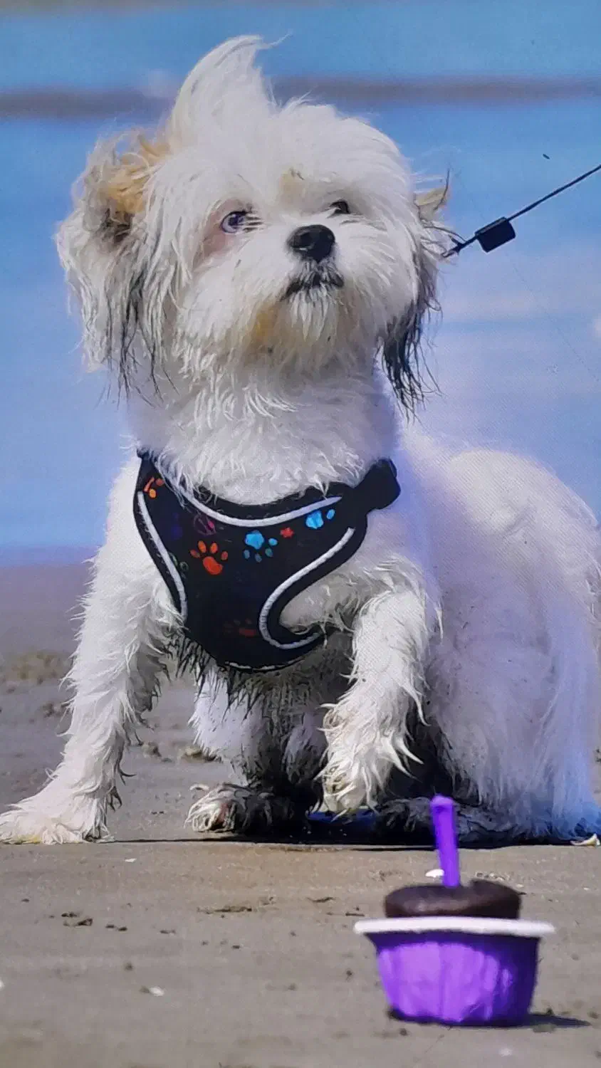 سگ شیتزو سوپر فلت|سگ|مشهد, نوید|دیوار