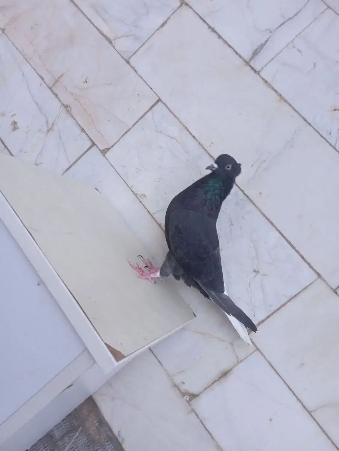 کفتر ،دم سفید|پرنده|فردوس (خراسان), |دیوار