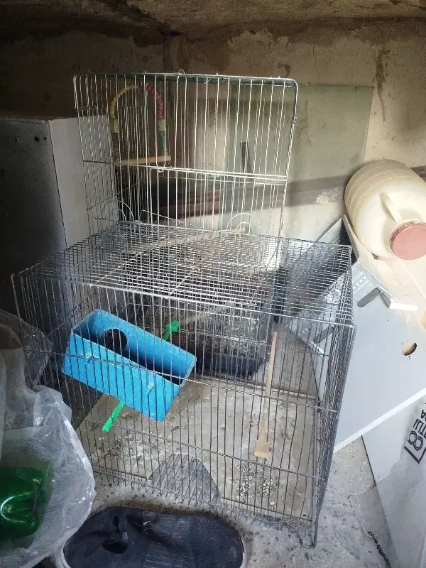 قفس عروس هلندی|لوازم جانبی حیوانات|ساوه, |دیوار