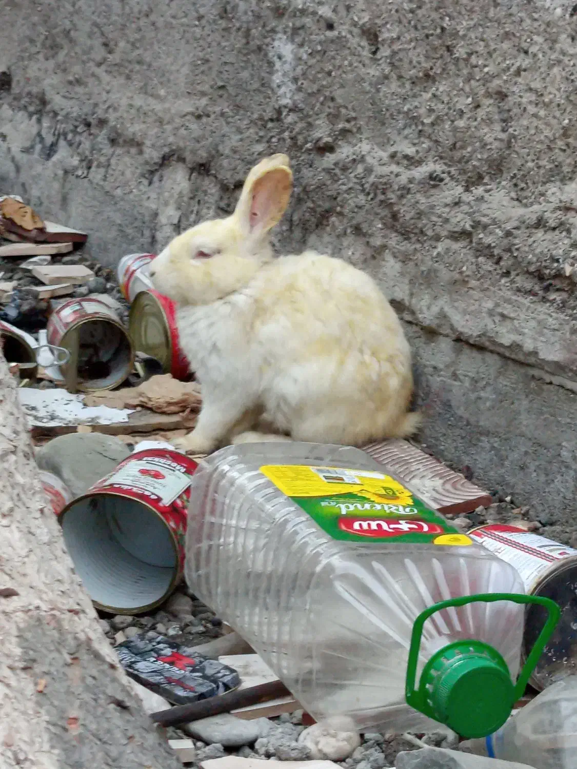 خرگوش|موش و خرگوش|میناب, |دیوار