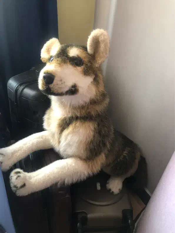 اسباب بازی|اسباببازی بچه|تبریز, |دیوار