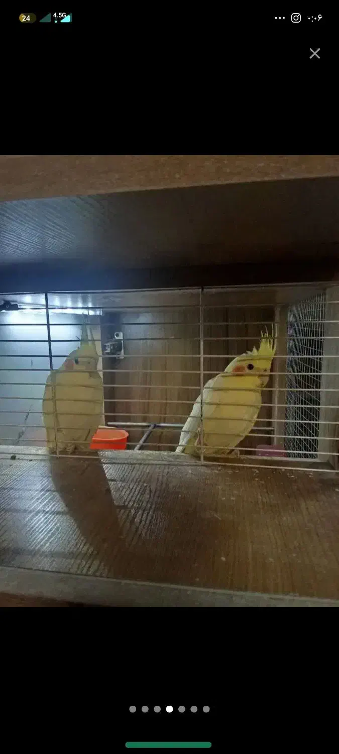 عروس هلندی دونی 800|پرنده|پاکدشت, حصار امیر|دیوار