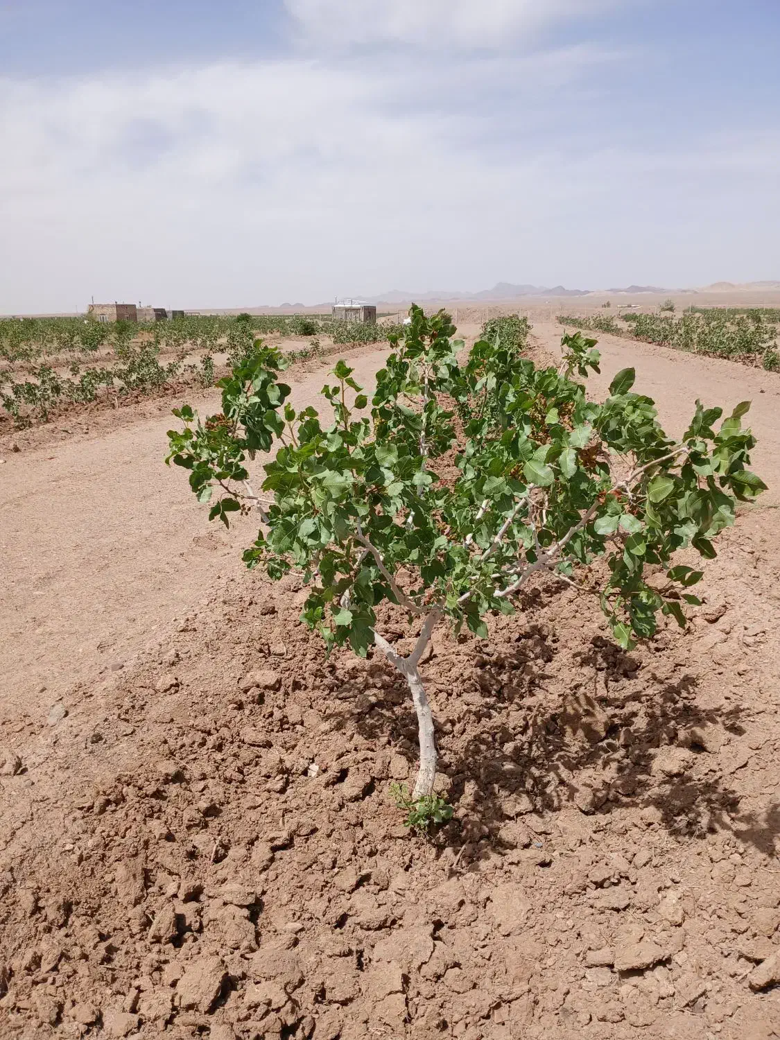 فروش ۱ هکتار|فروش دفتر صنعتی، کشاورزی، تجاری|فردوس (خراسان), |دیوار