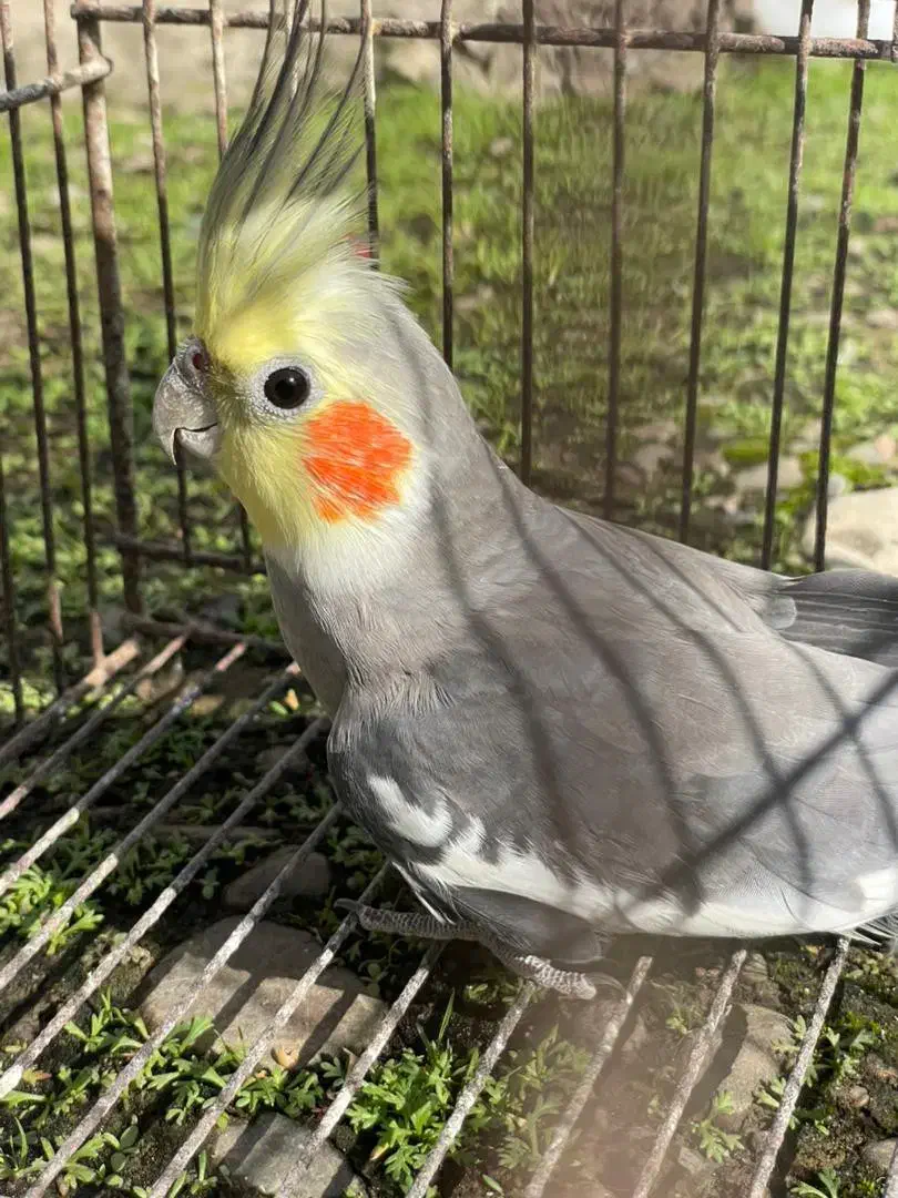 عروس هلندی جفت|پرنده|ضیابر, |دیوار