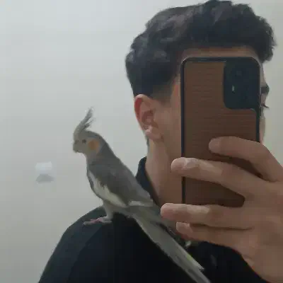 عروس هلندی|پرنده|تهران, مجیدآباد|دیوار