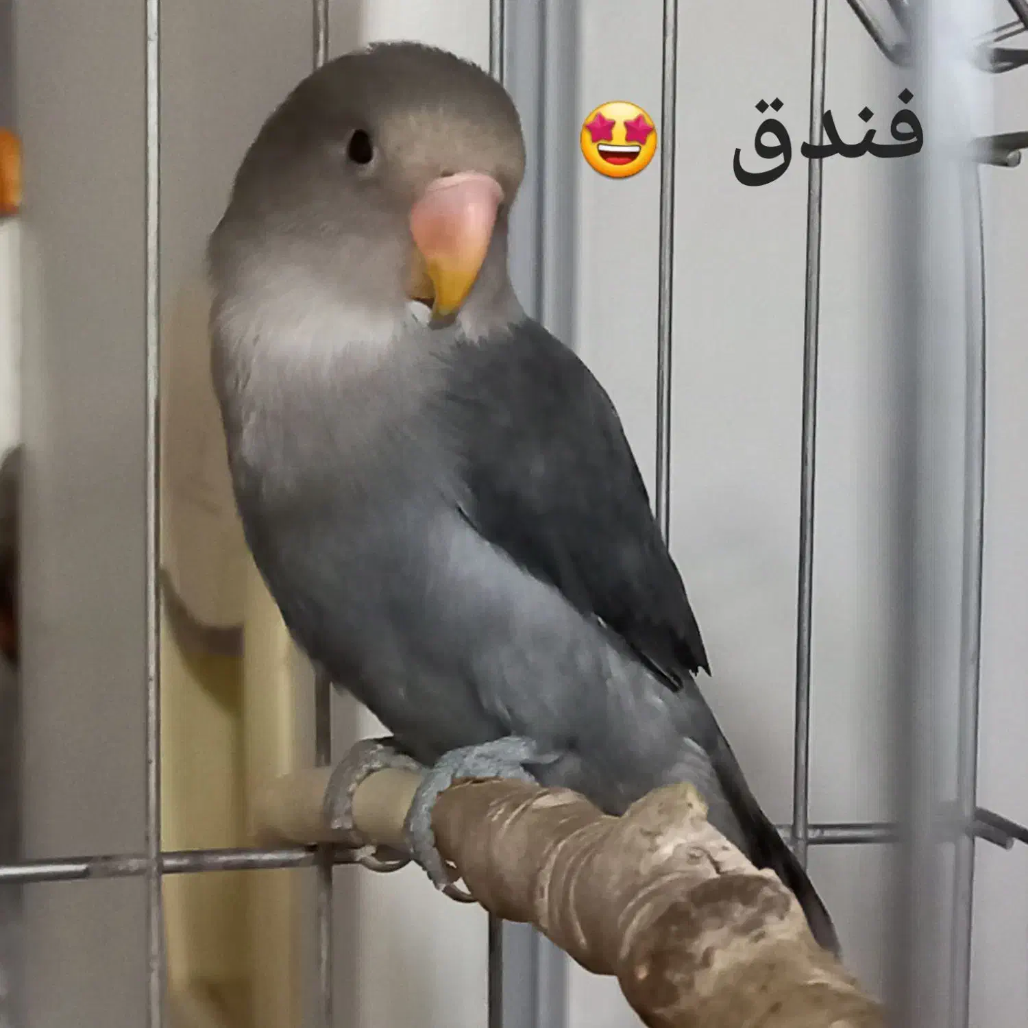 طوطی برزیلی|پرنده|زنجان, |دیوار