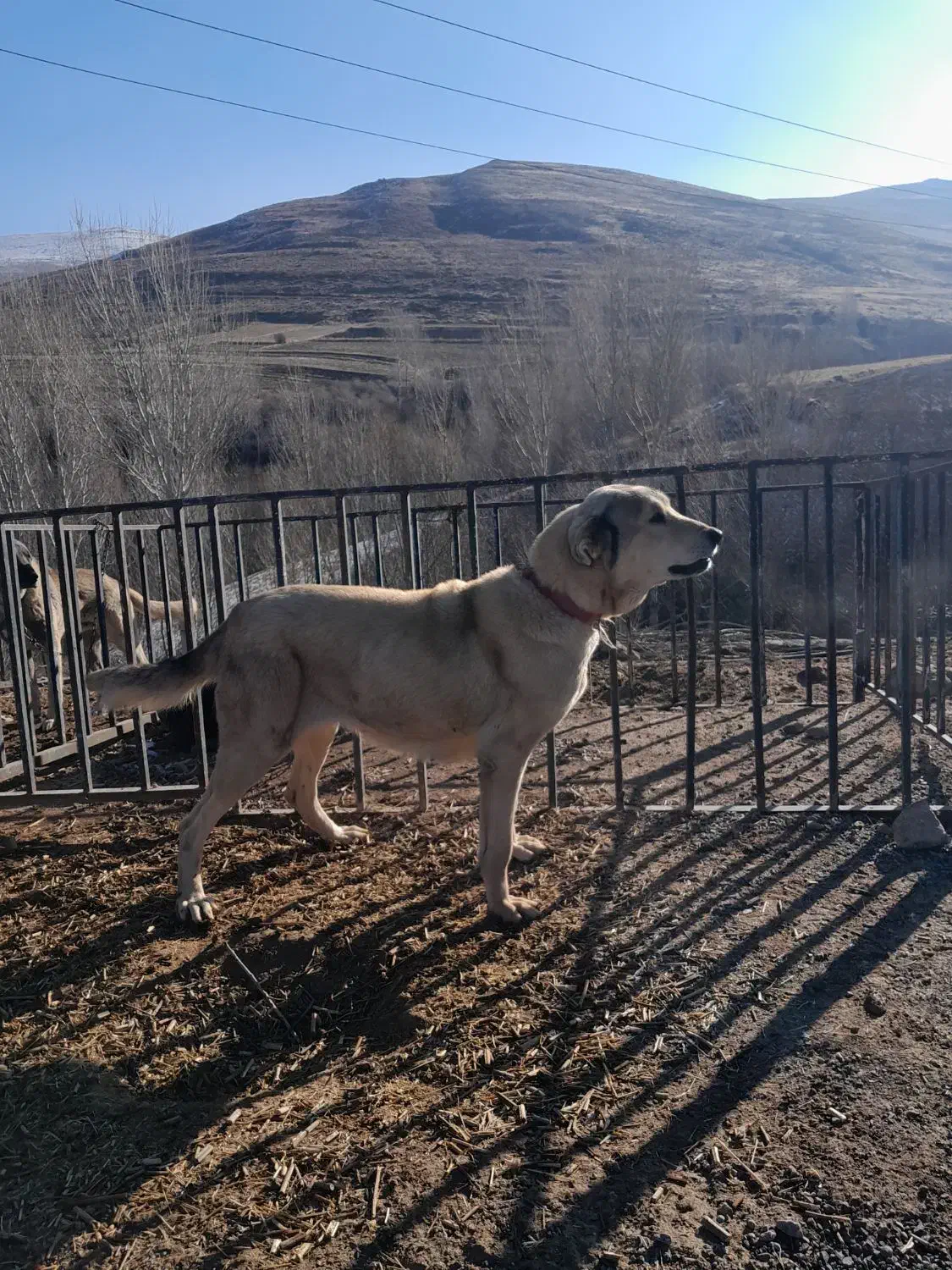 واگذاری سگ ماده سراب|سگ|ورزقان, |دیوار