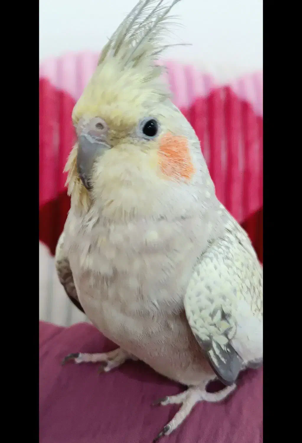 عروس هلندی|پرنده|کیار, |دیوار