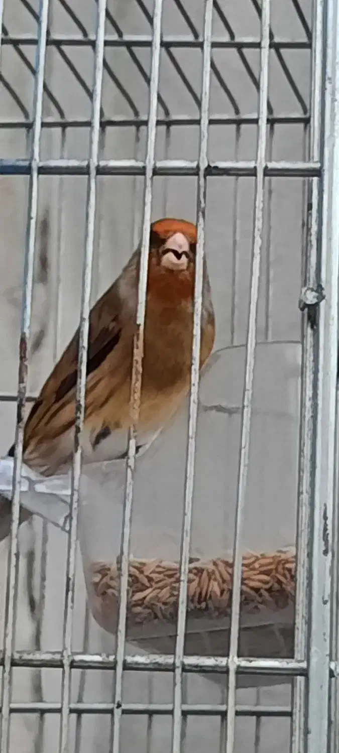 سهره قناری ۲ساله مست مست|پرنده|تهران, افسریه جنوبی|دیوار