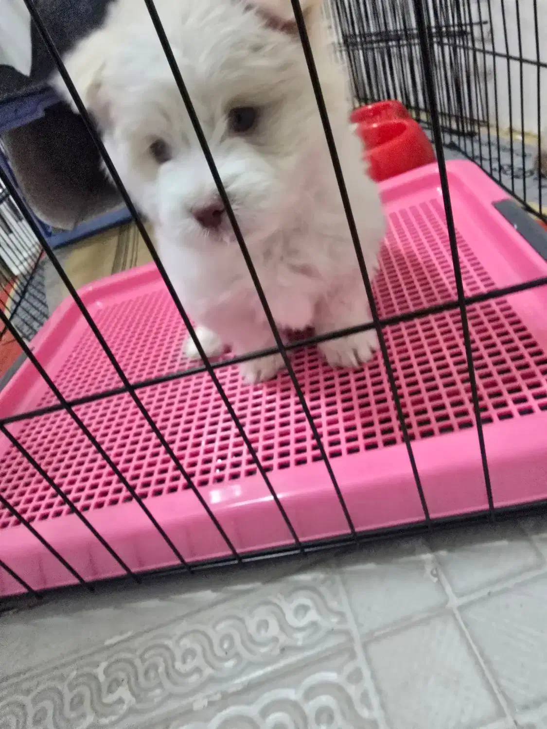 سگ نژاد مالتیز|سگ|کازرون, |دیوار