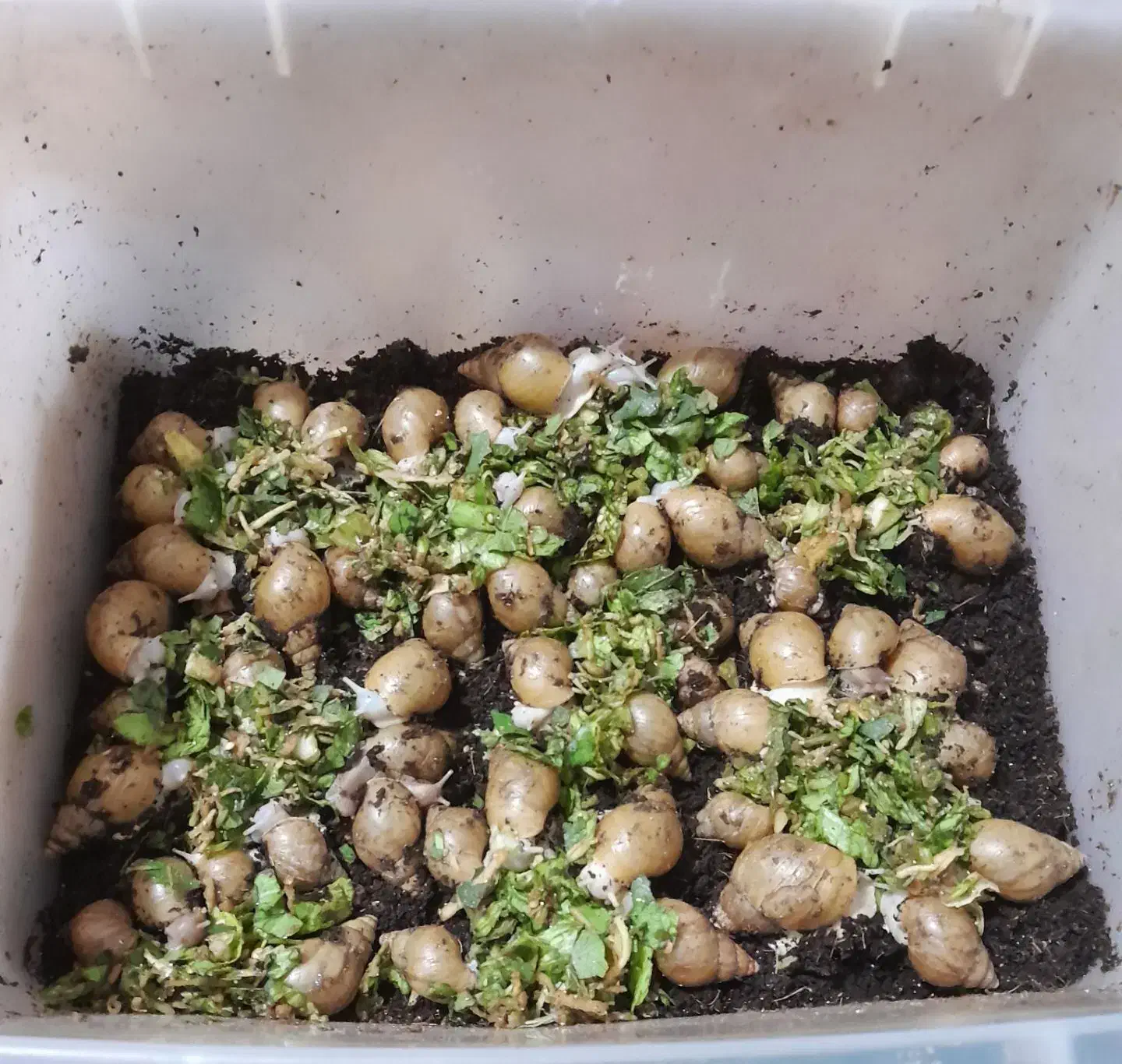 فروش حلزون‌ یا حلزون‌ تراپی|خزنده|شهرکرد, |دیوار