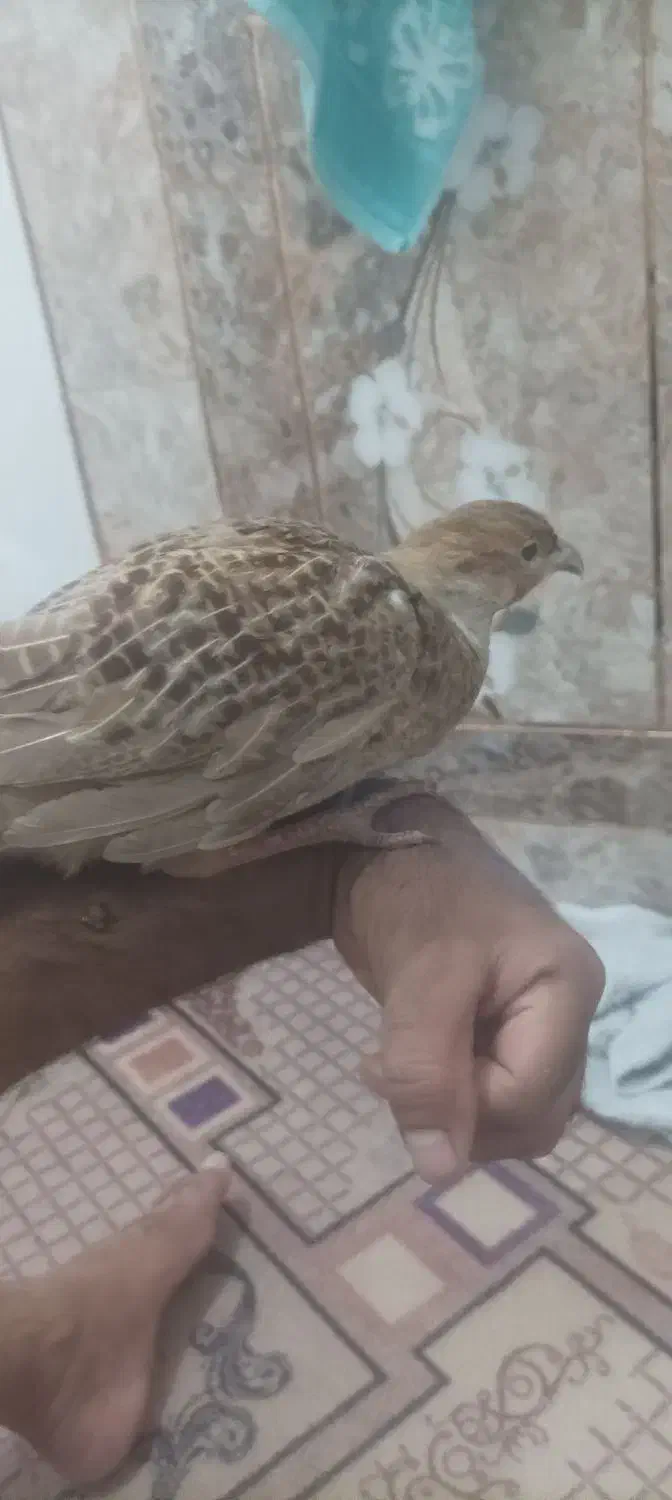 بلدرچین|حیوانات مزرعه|هیدوچ, |دیوار