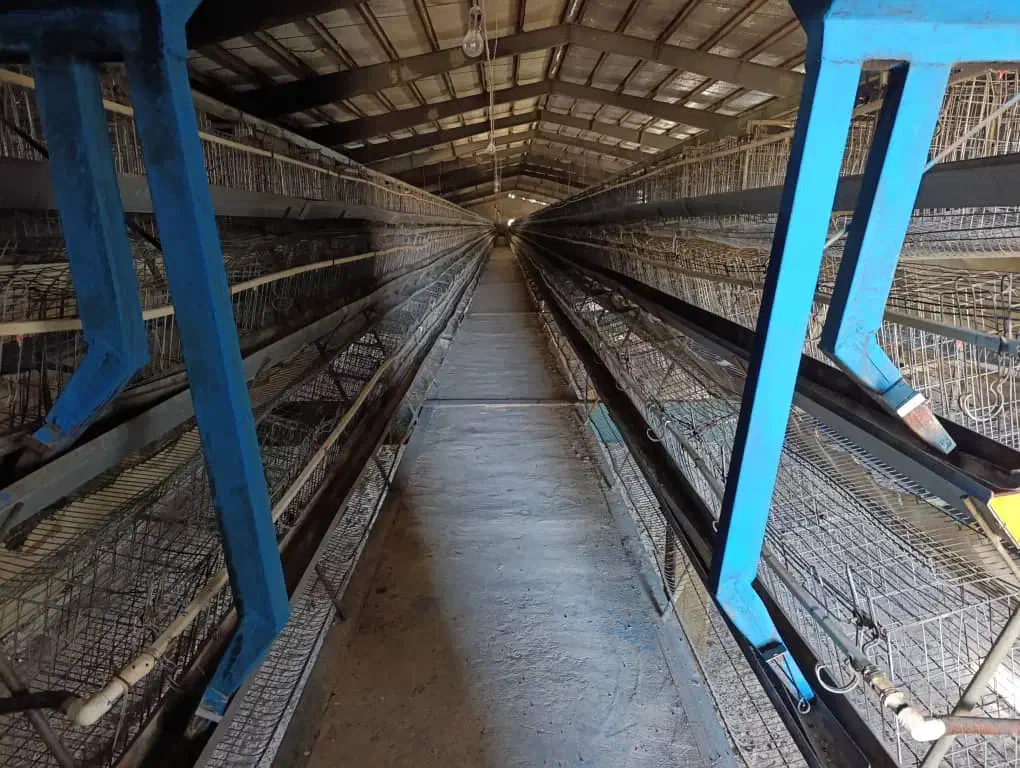 اجاره مرغداری تخم گذار85هزاری باپروانه ومجوزممیزی|اجارهٔ دفتر صنعتی، کشاورزی، تجاری|تیران, |دیوار