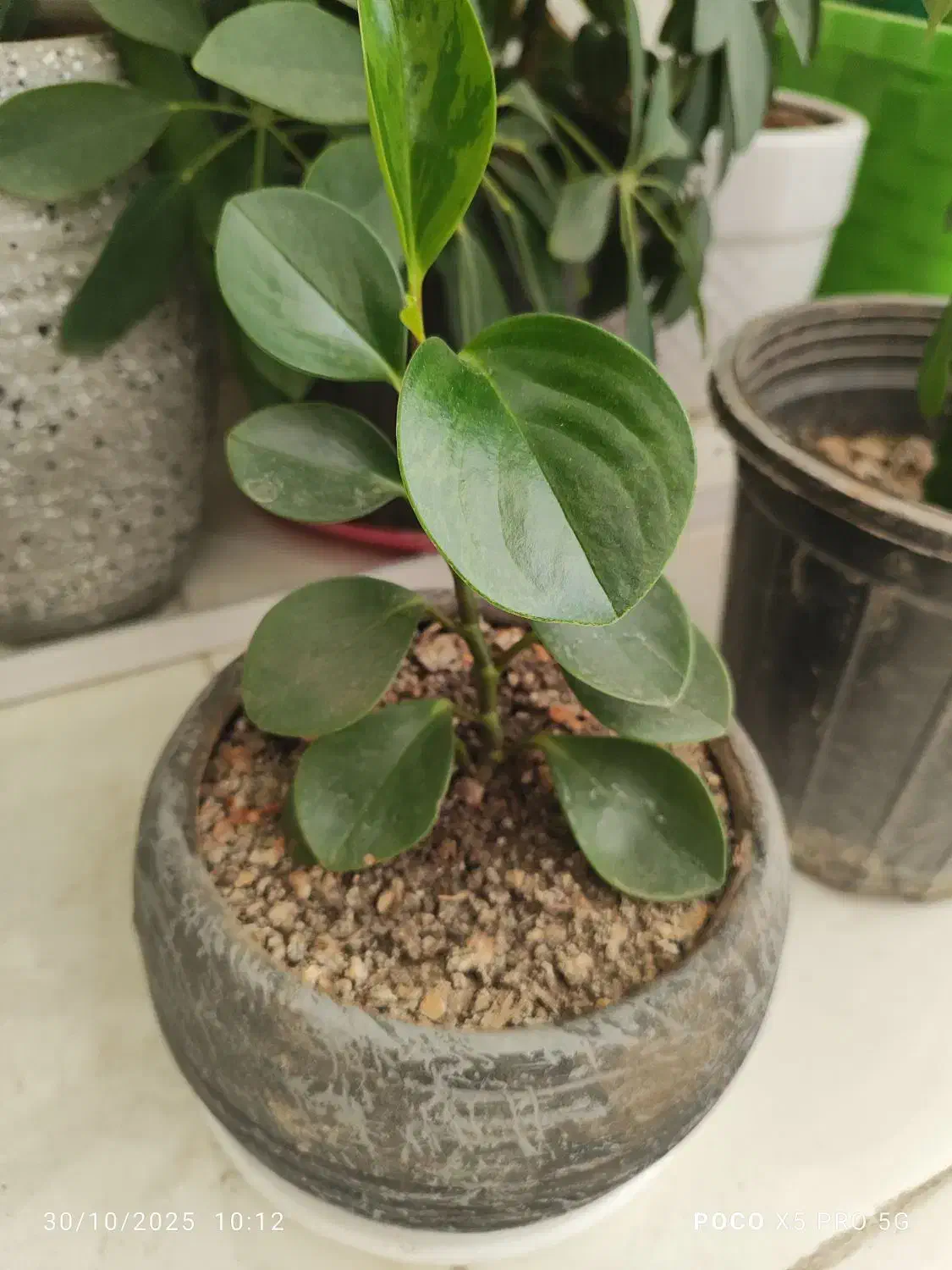 گل طبیعی|گل و گیاه طبیعی|ایلام, |دیوار