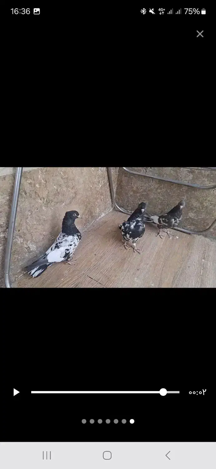 کفتر ،کبوتر کله جوجه ۳پره تا ۵پره|پرنده|شیراز, گلکوب|دیوار