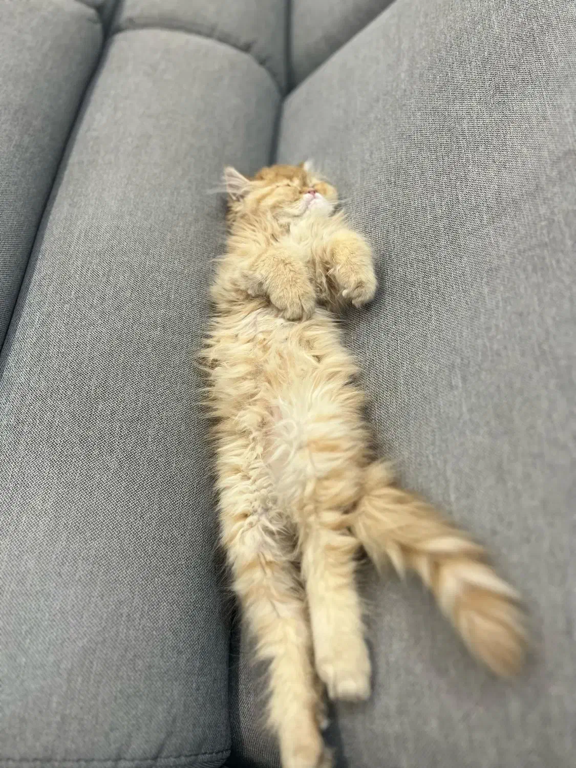 واگذاری گربه گارفیلدی پرشین گلد|گربه|نهبندان, |دیوار