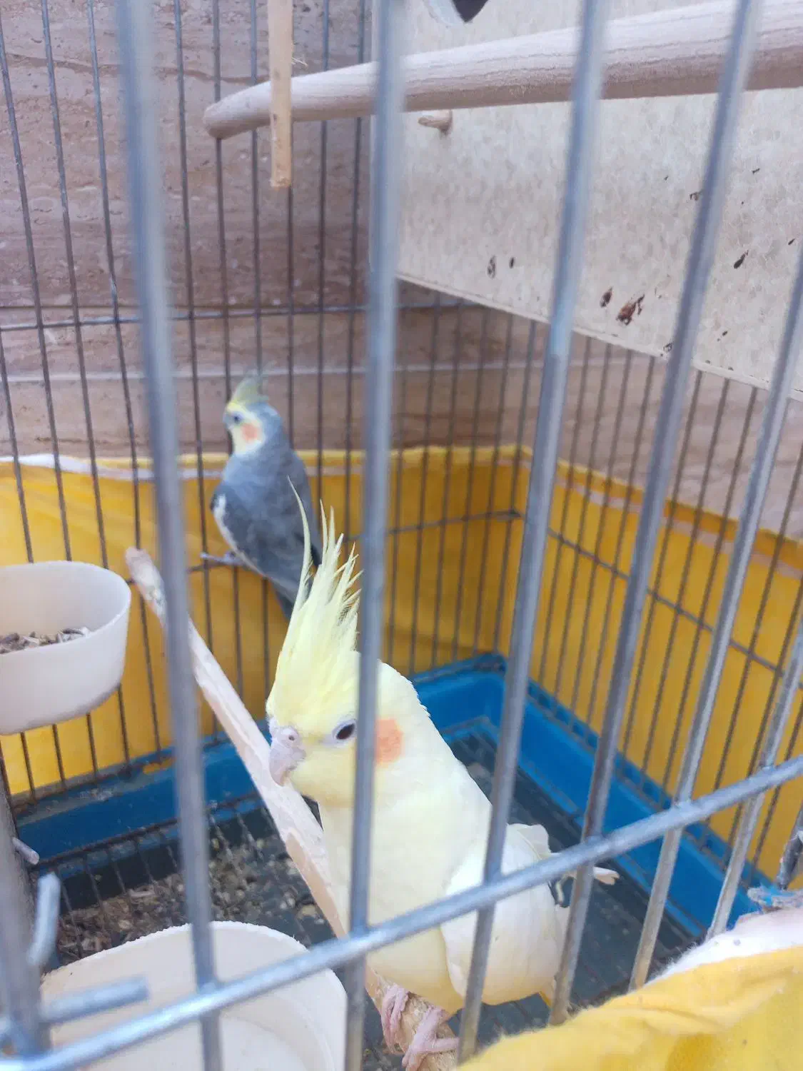 فروش دوعدد عروس|پرنده|قمصر, |دیوار