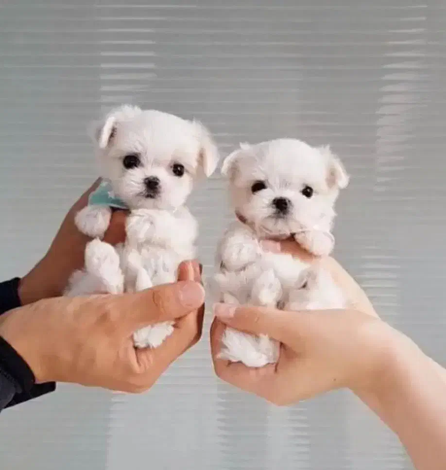 توله سگ پشمالو شیتزو مالتیز عروسکی سایز تیکاپ|سگ|مشهد, مصلی (کارمندان اول)|دیوار