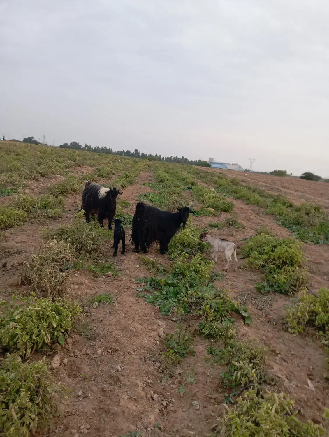 بز وبیگ|حیوانات مزرعه|شوشتر, |دیوار