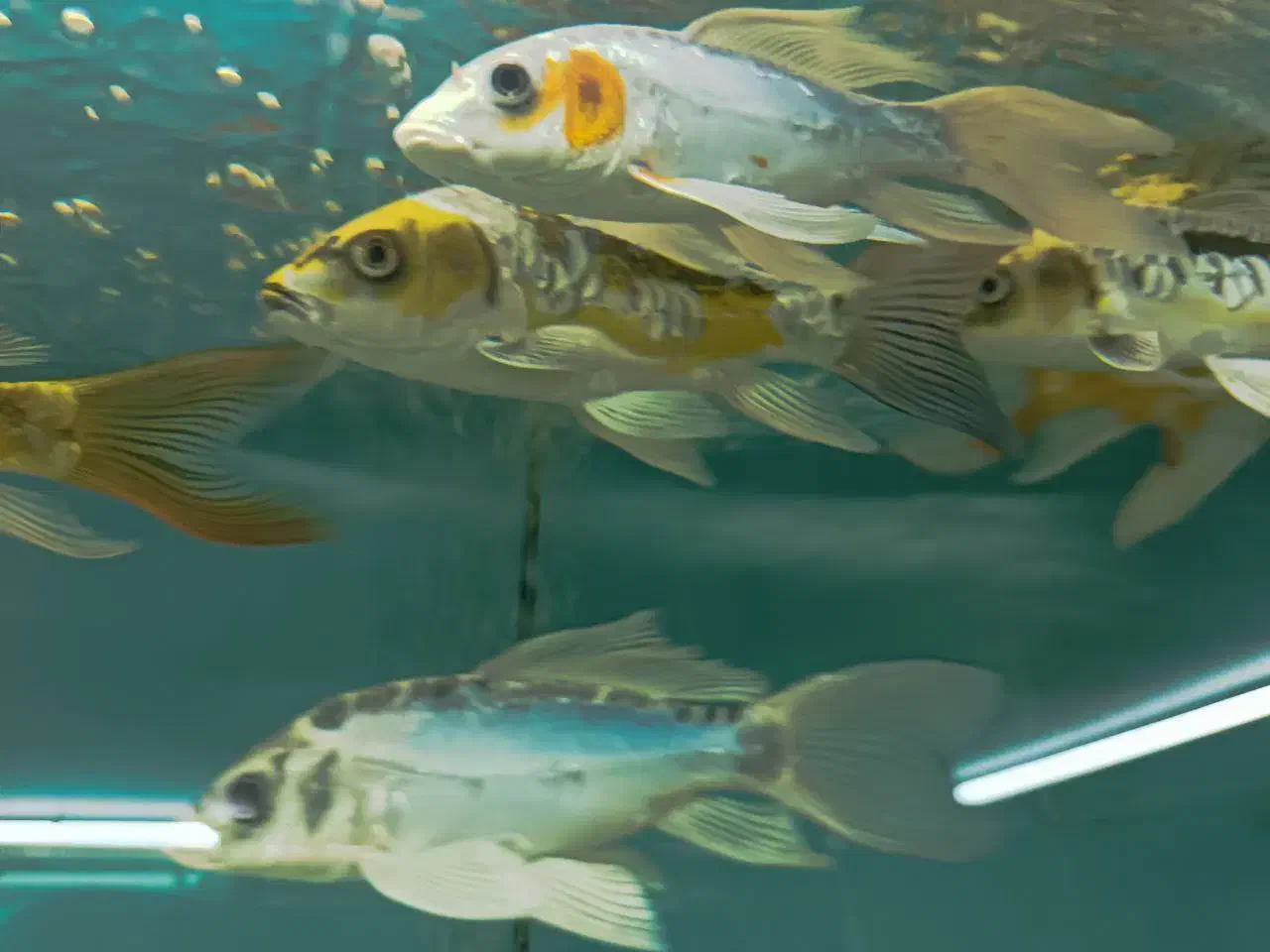 آکواریوم، لوازم جانبی وماهی تزئینی|ماهی|گنبد کاووس, |دیوار