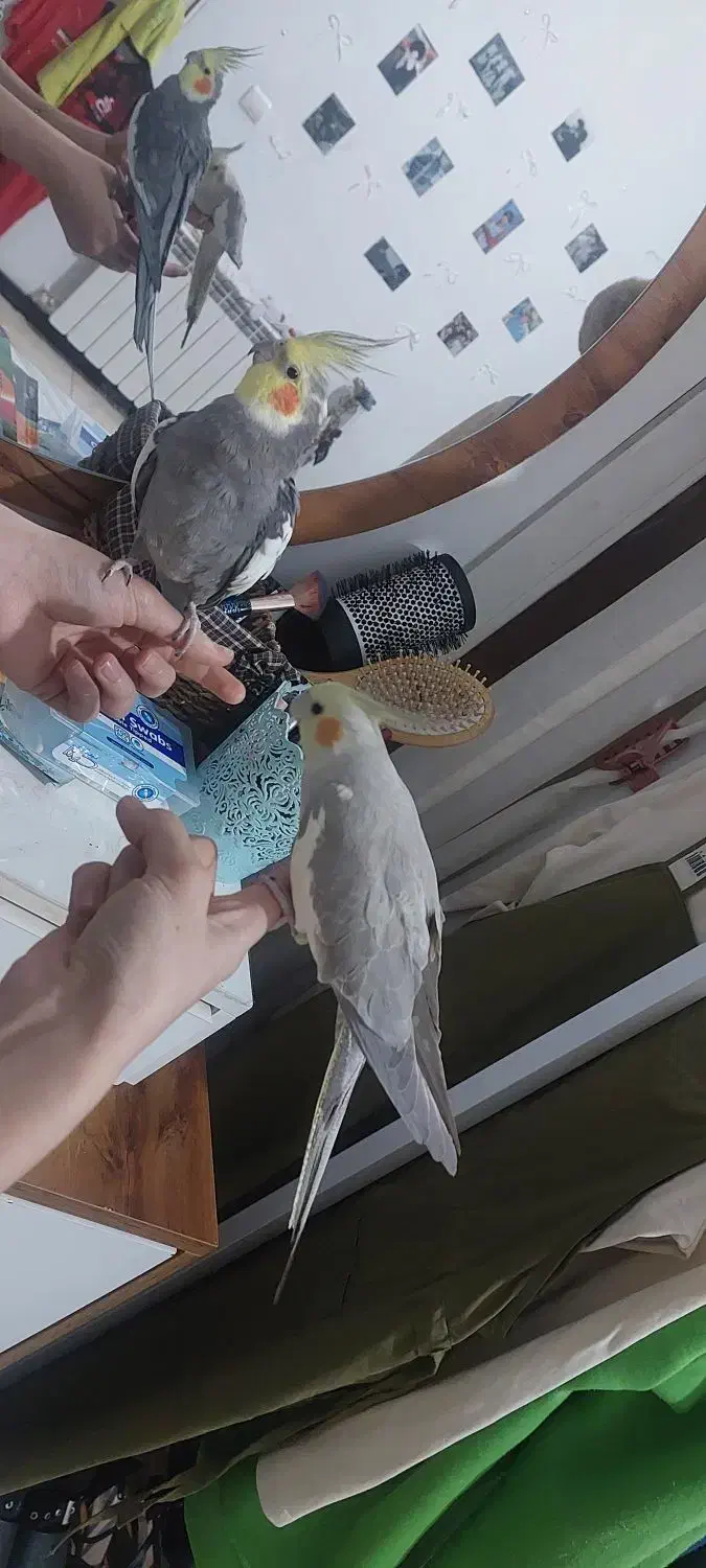 عروس هلندی نرو ماده|پرنده|شهریار, شهرک وائین|دیوار